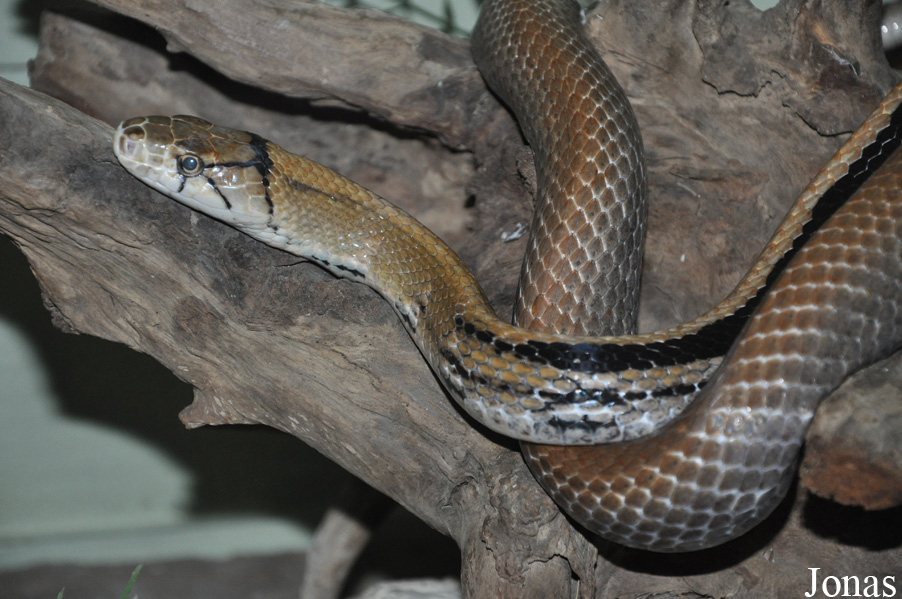 Coelognathus radiatus