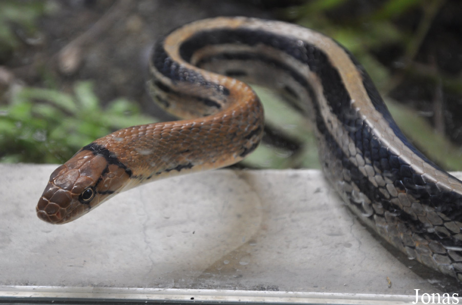 Coelognathus radiatus