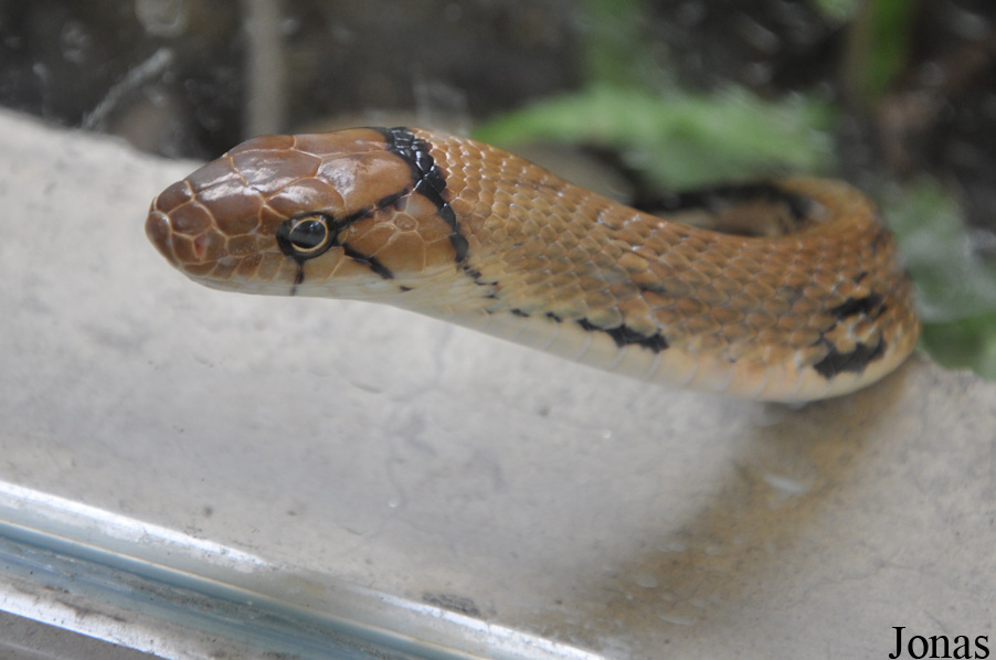 Coelognathus radiatus