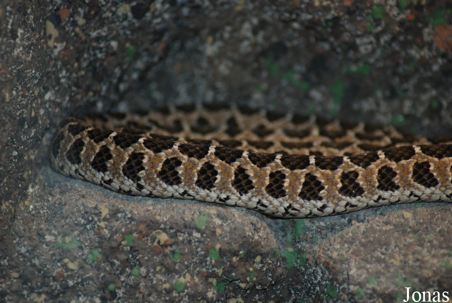 Dasypeltis scabra