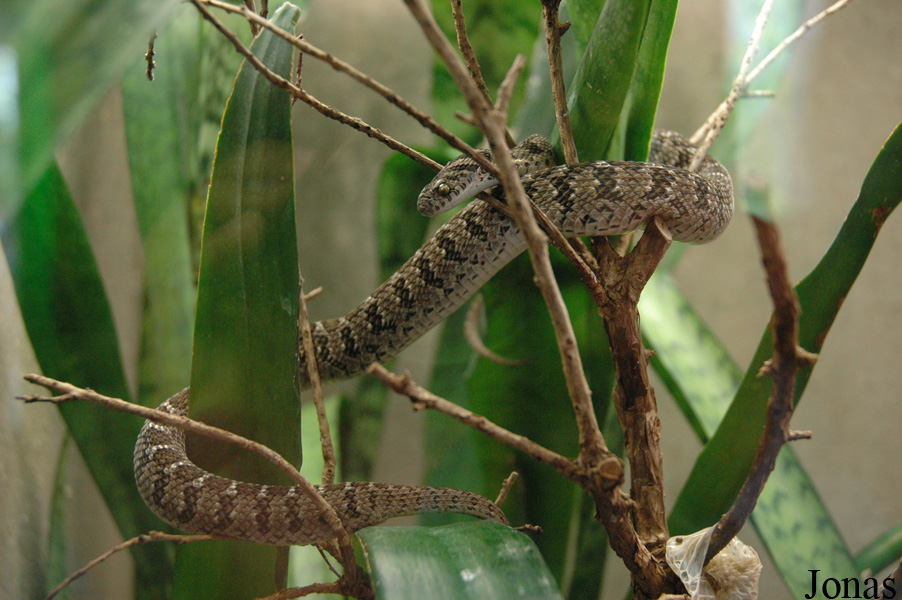 Dasypeltis scabra