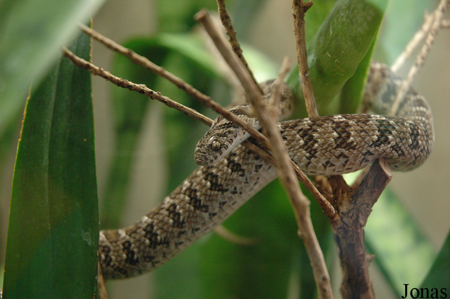 Dasypeltis scabra