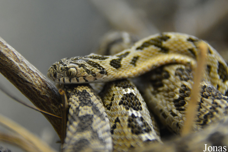 Dasypeltis scabra