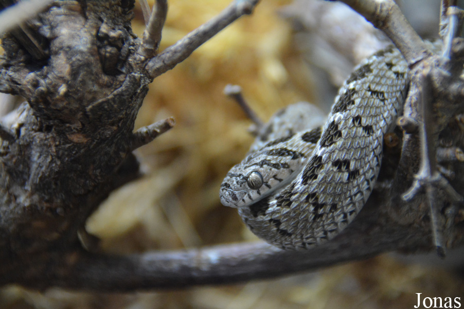 Dasypeltis scabra