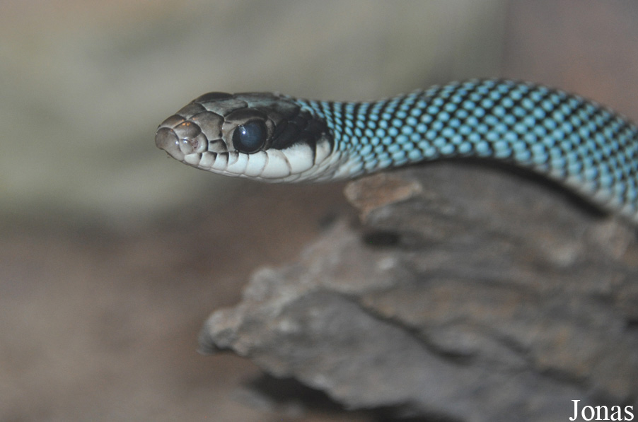 Drymobius margaritiferus
