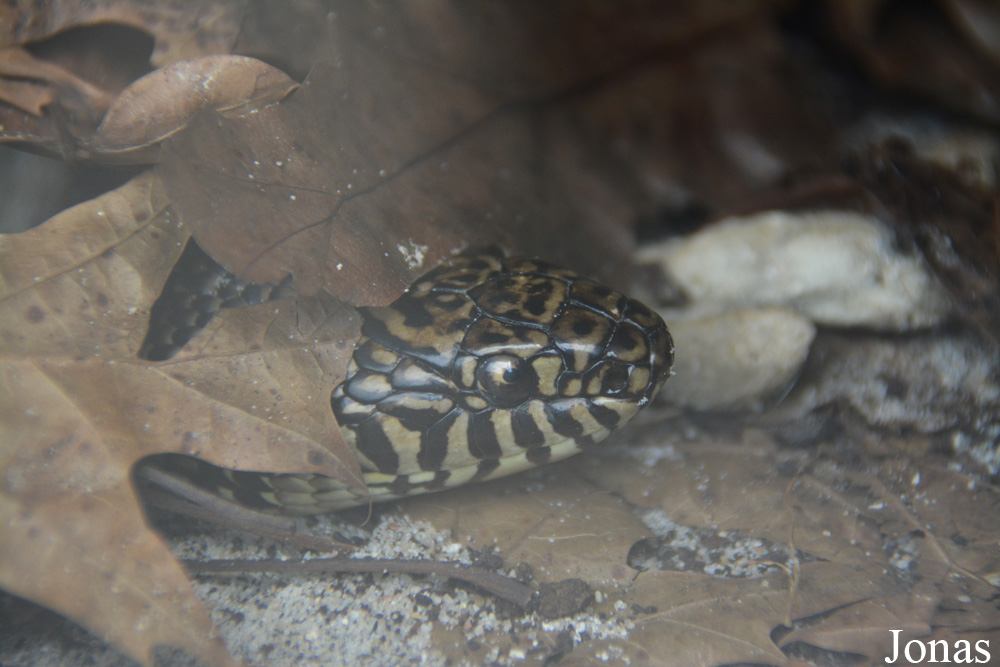 Elaphe carinata