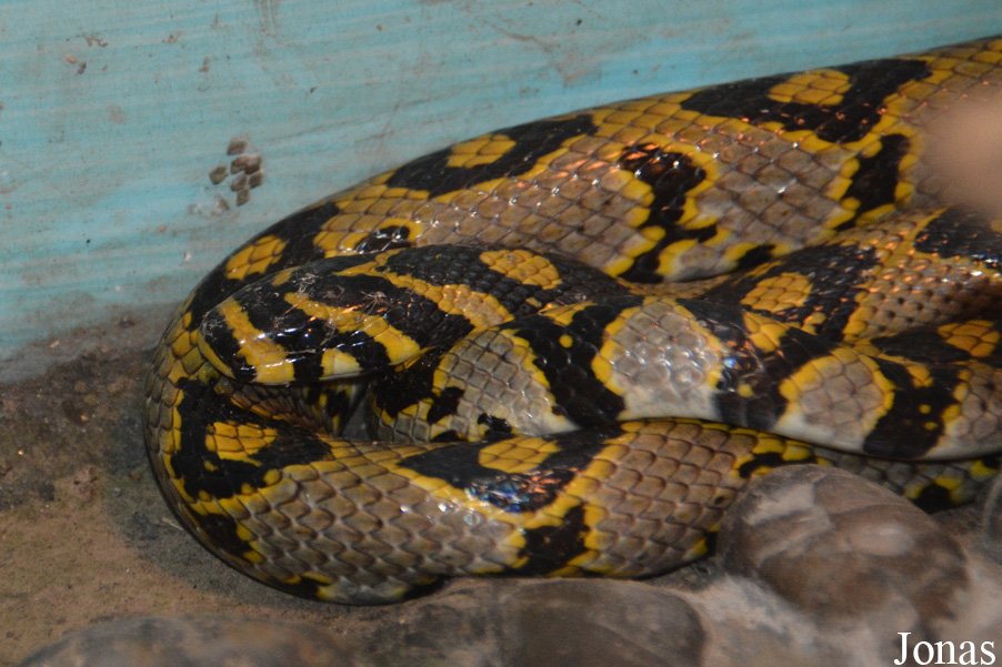 Euprepiophis mandarinus