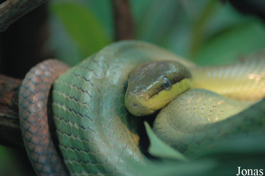 Gonyosoma oxycephalum