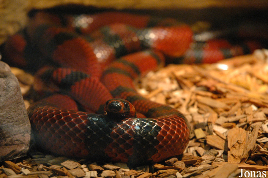Lampropeltis hondurensis