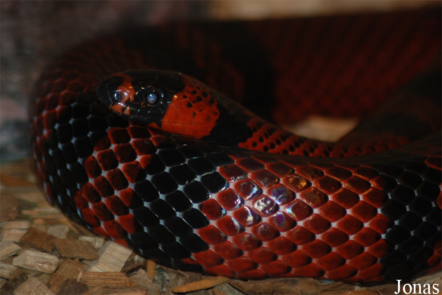 Lampropeltis hondurensis