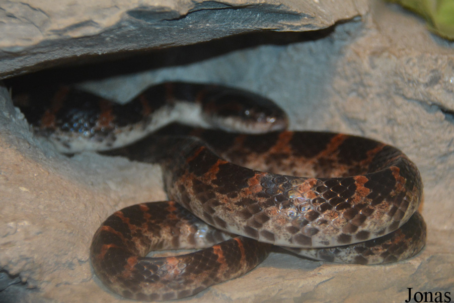 Lycodon rufozonatus