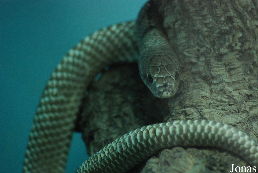 Masticophis flagellum