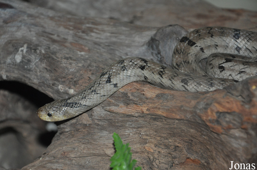 Oligodon sp.