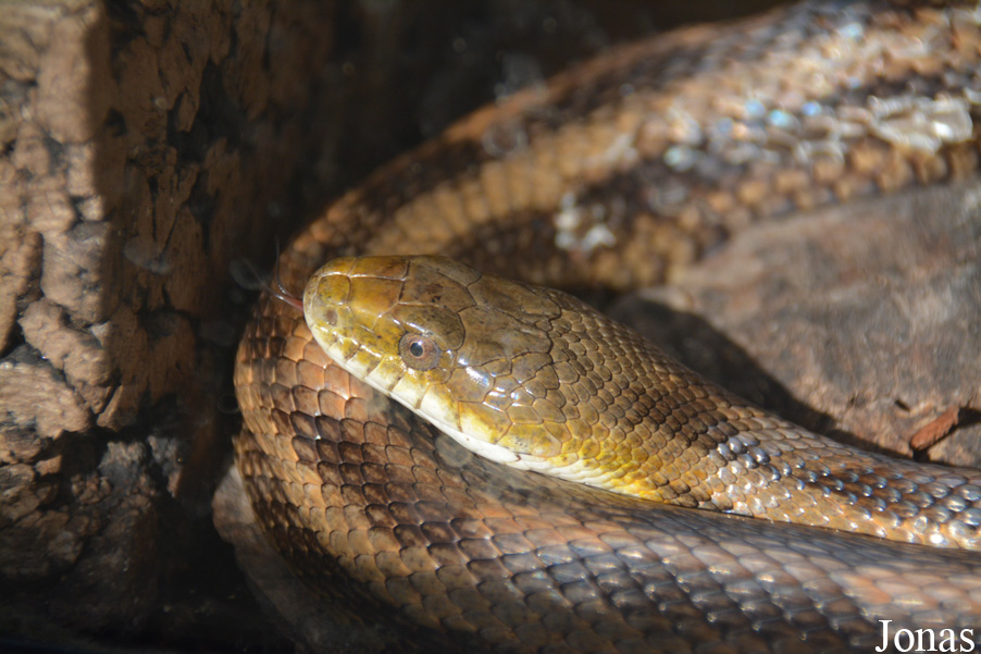Pantherophis alleghaniensis