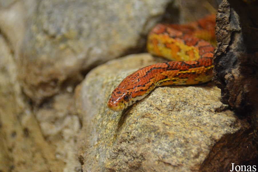 Pantherophis guttatus
