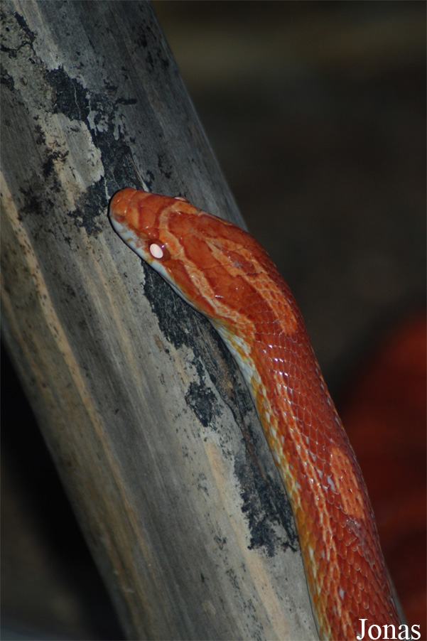 Pantherophis guttatus