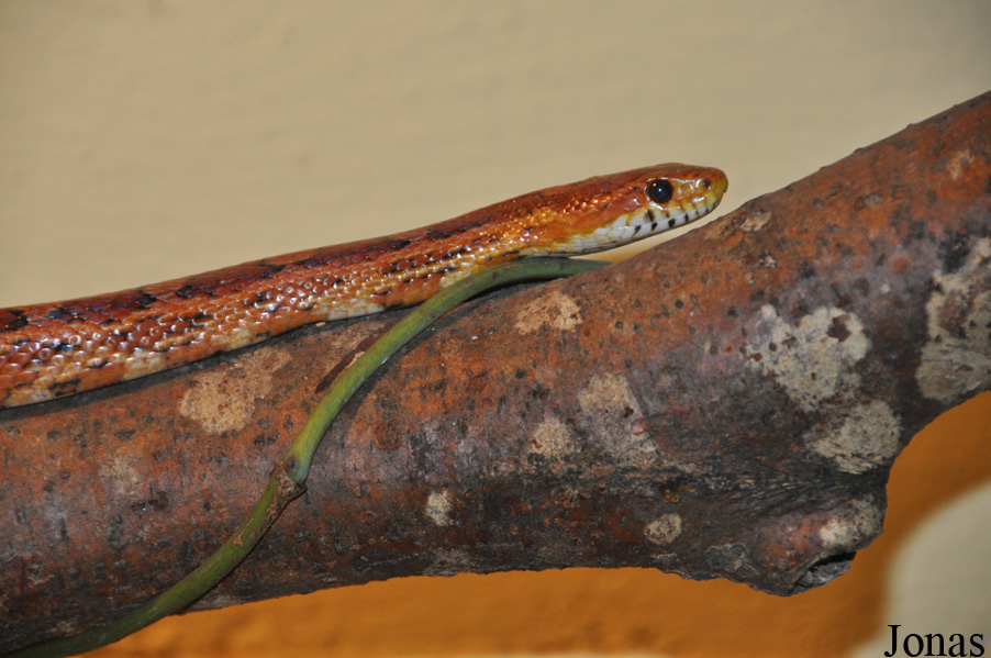 Pantherophis guttatus
