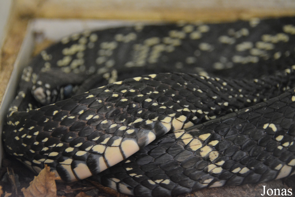 Spilotes pullatus