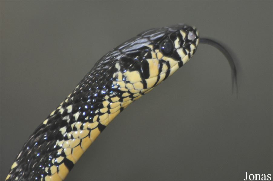 Spilotes pullatus