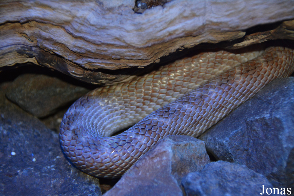 Telescopus dhara