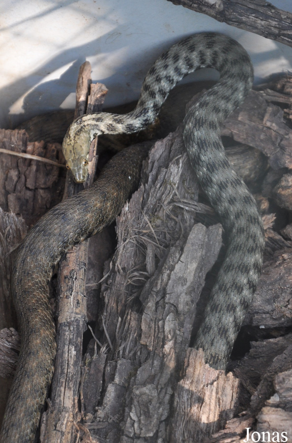 Natrix tessellata