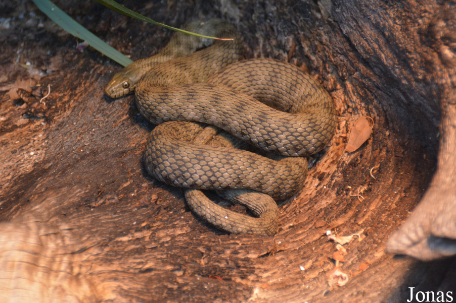 Natrix tessellata