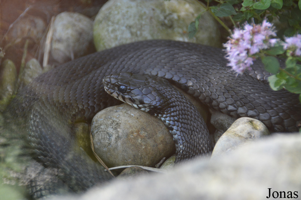 Natrix tessellata