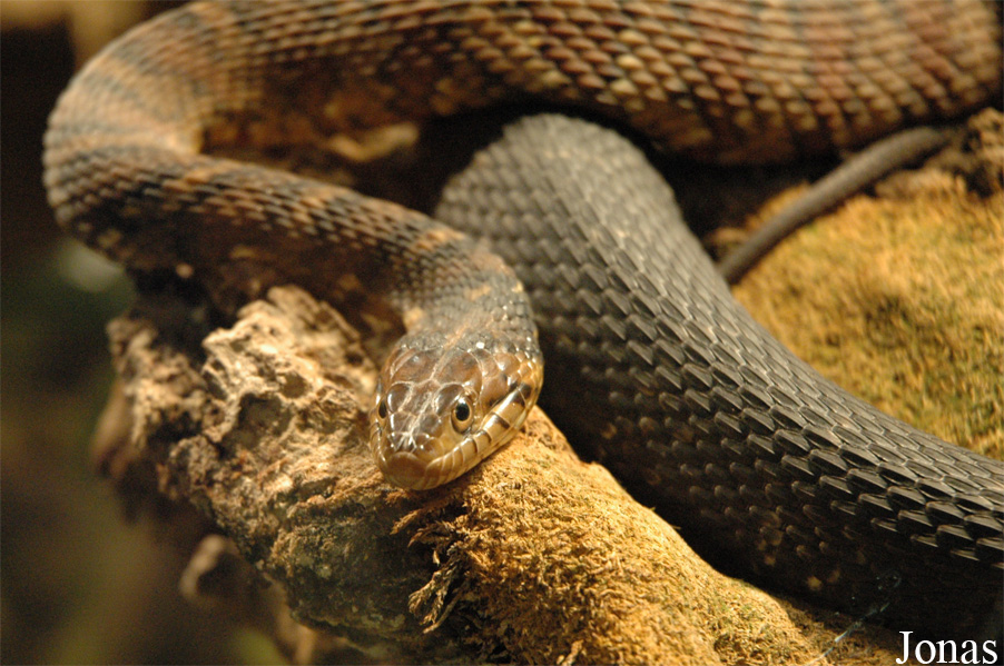 Nerodia fasciata