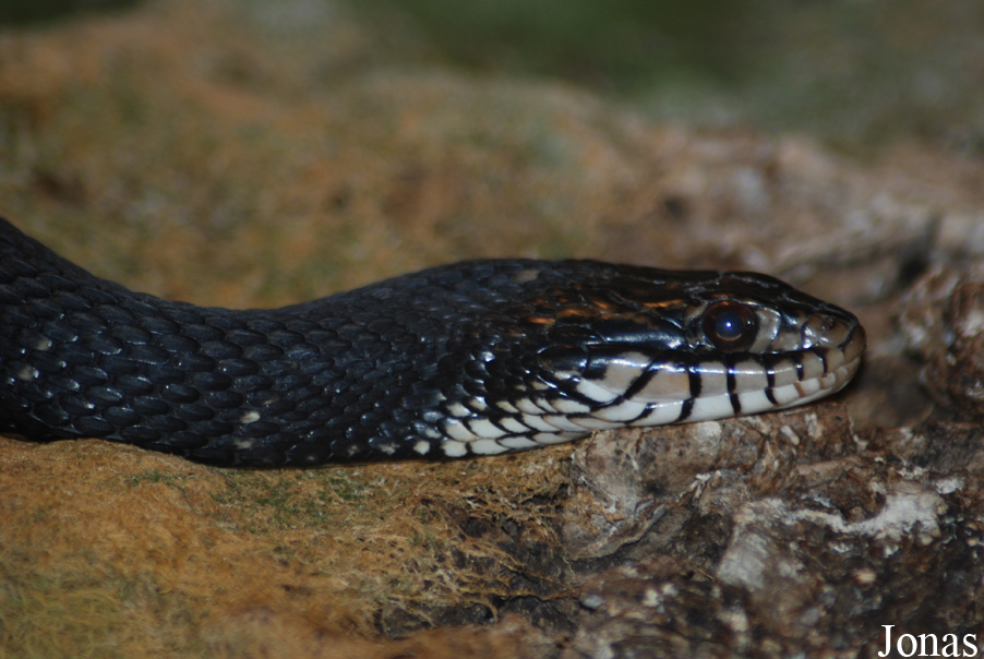 Nerodia fasciata