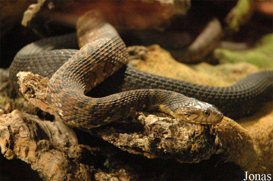Nerodia fasciata