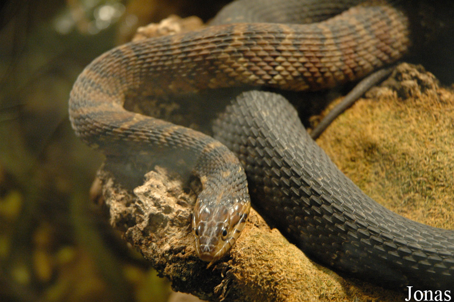 Nerodia fasciata