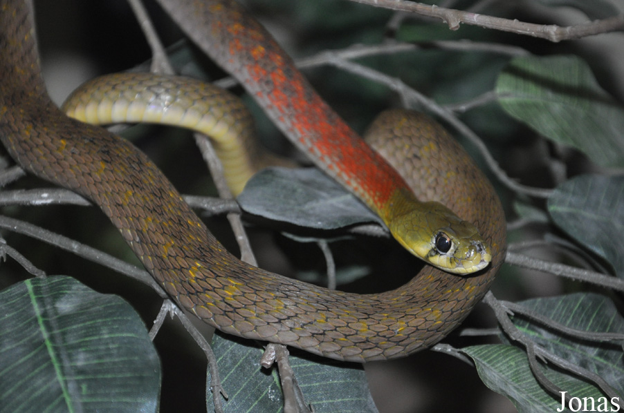 Rhabdophis subminiatus