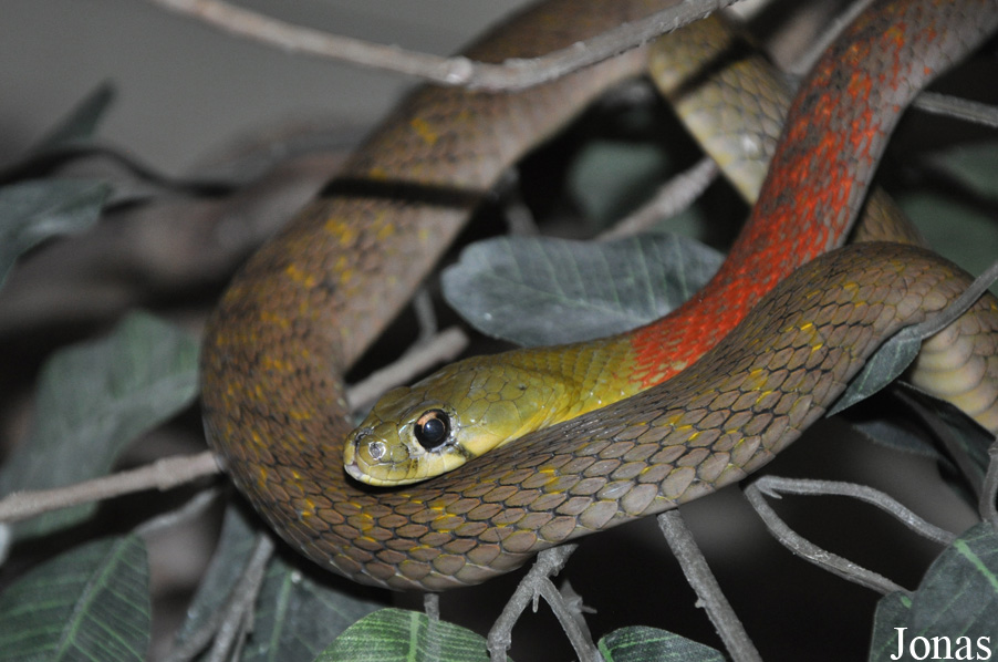Rhabdophis subminiatus
