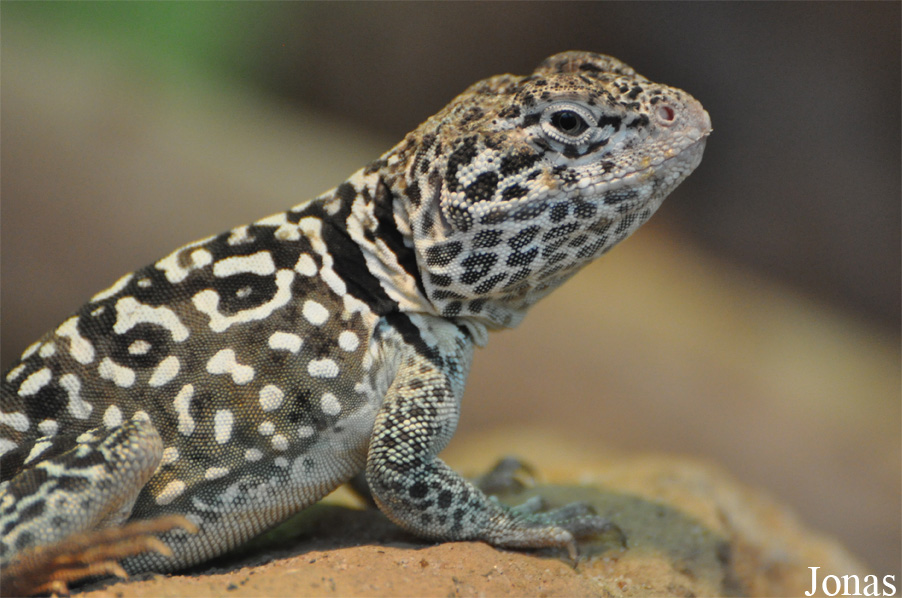 Crotaphytus collaris