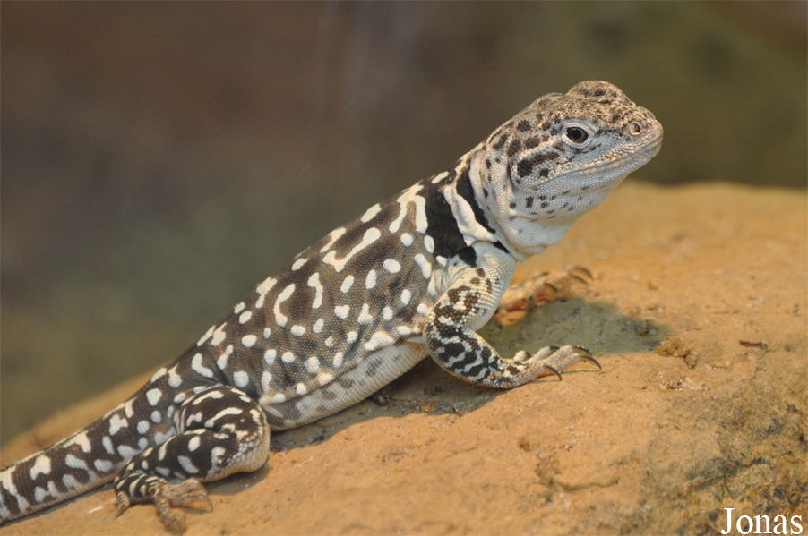 Crotaphytus collaris