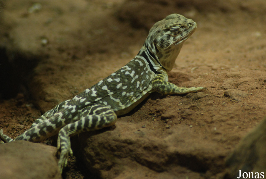 Crotaphytus collaris