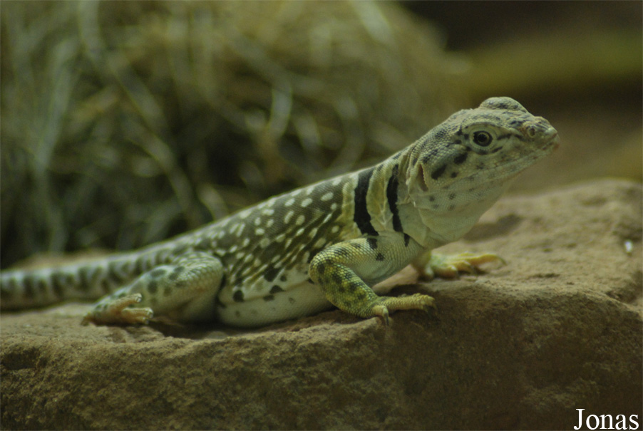 Crotaphytus collaris