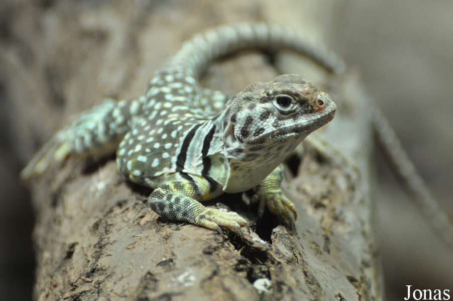 Crotaphytus collaris