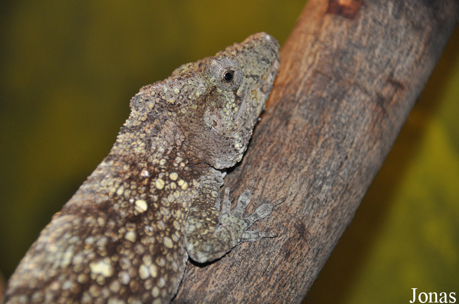 Anolis barbatus