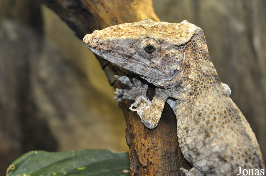 Anolis barbatus