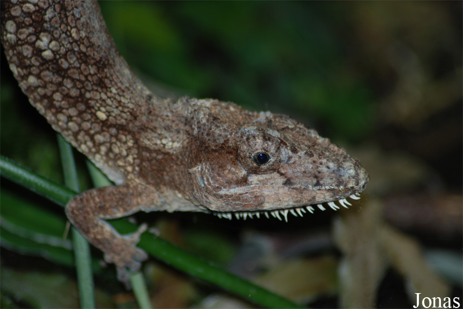 Anolis barbatus