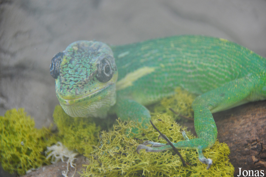 Anolis equestris