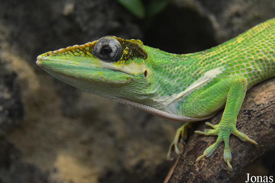 Anolis equestris