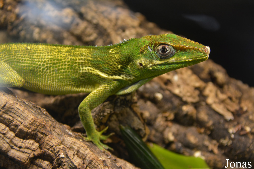 Anolis equestris