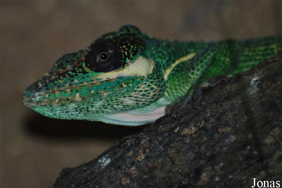 Anolis equestris