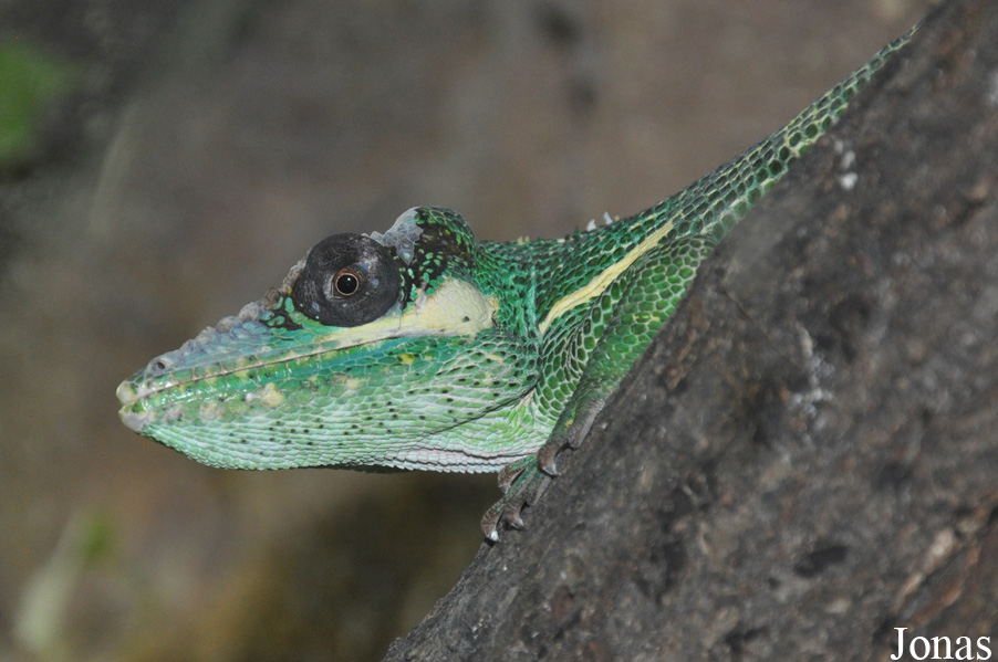 Anolis equestris