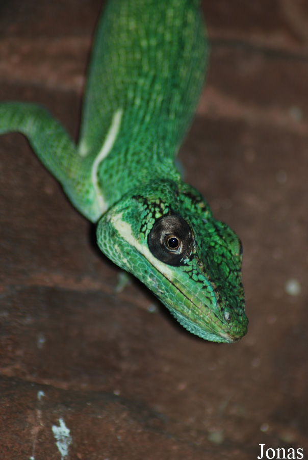 Anolis equestris