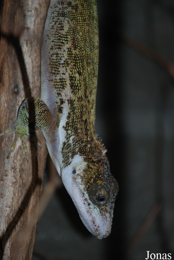 Anolis luteogularis
