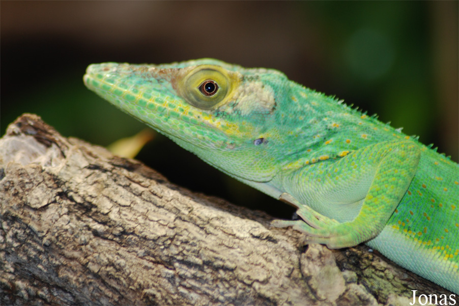 Anolis luteogularis