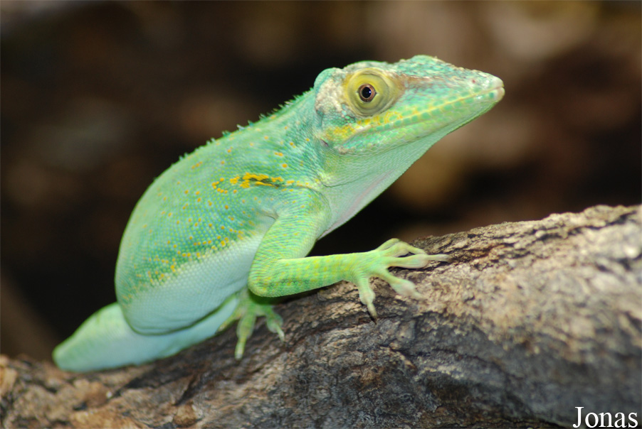 Anolis luteogularis